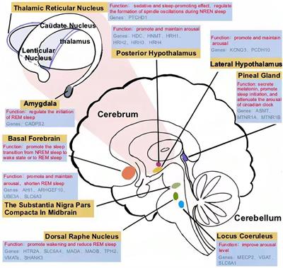 Frontiers | Genetic and neural mechanisms of sleep disorders in